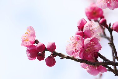 Japon eriği çiçeği-Ume 