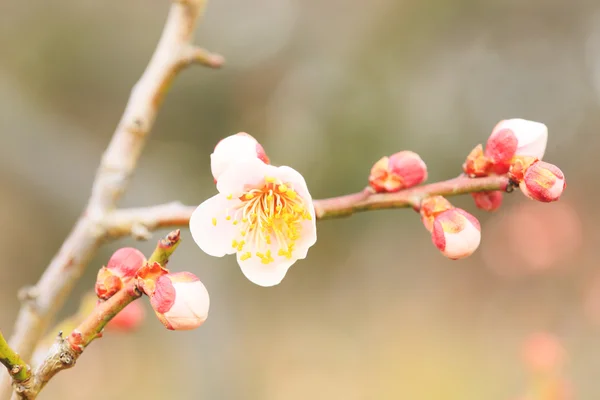 Ume Japanse pruim-bloesem — Stockfoto