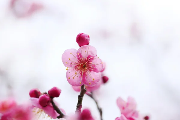 Ume fleur de prunier japonaise — Photo