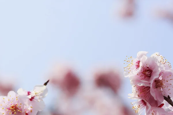 Japon eriği çiçeği-Ume