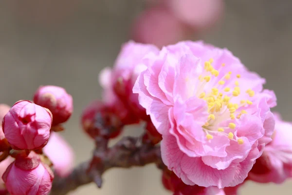 UME Japanese plum-blossom — Stock Photo, Image