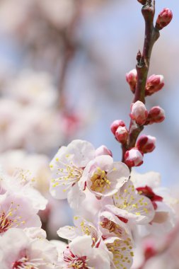 Japon eriği çiçeği-Ume