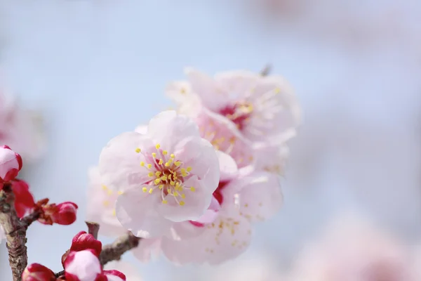 Ume japanische Pflaumenblüte — Stockfoto