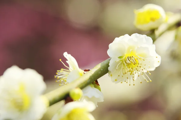 UME Japanese plum-blossom — Stock Photo, Image