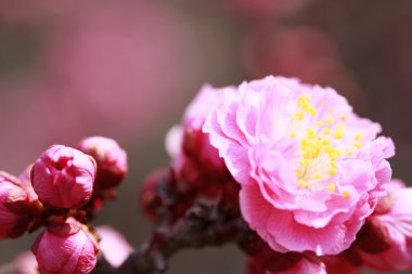 Japon eriği çiçeği-Ume