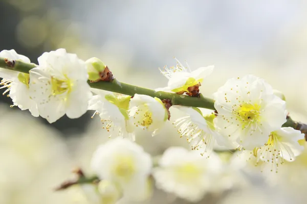 UME Japanese plum-blossom — Stock Photo, Image