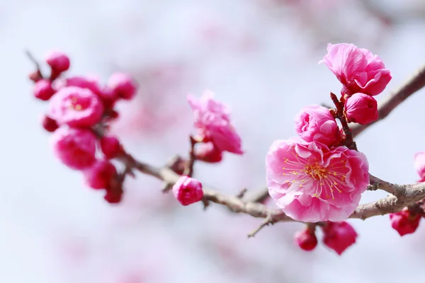 Ume fleur de prunier japonaise — Photo