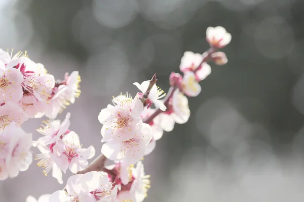 Ume japanilainen luumu-kukka — kuvapankkivalokuva