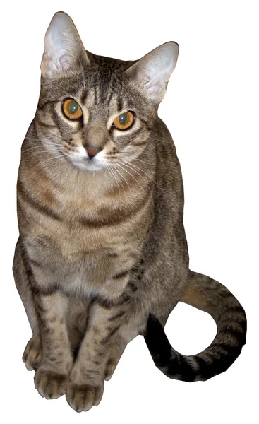 Ocicat weibliche Katze — Stockvektor