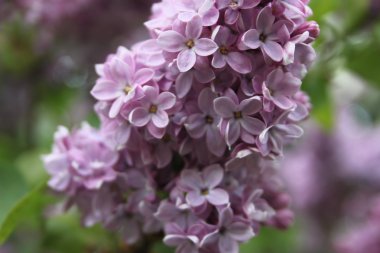 Leylak çiçekleri arka plan