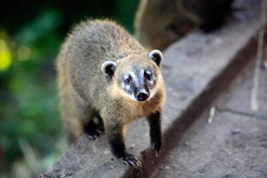 coati ağaç