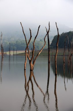 Periyar Lake Reserve in mumnar Kerala state india clipart