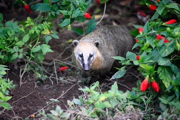 Coati sur l'arbre — Photo