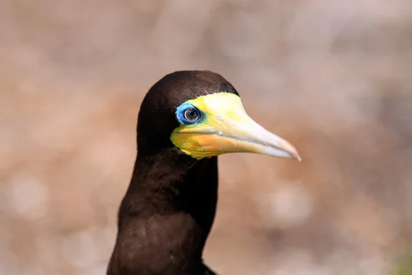 Brown Booby — Fotografie, imagine de stoc