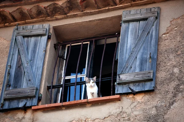 Kočka na windows — Stock fotografie