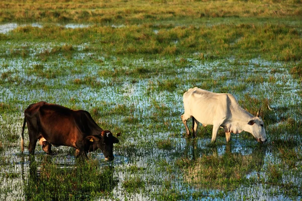 Cows in bahia — Stock Photo, Image