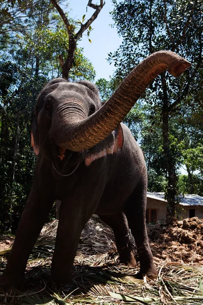 Elefante doméstico no estado de kerala, na Índia — Fotografia de Stock