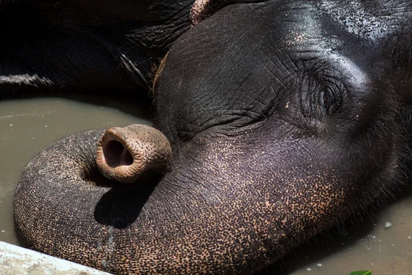 Baignade d'éléphants — Photo