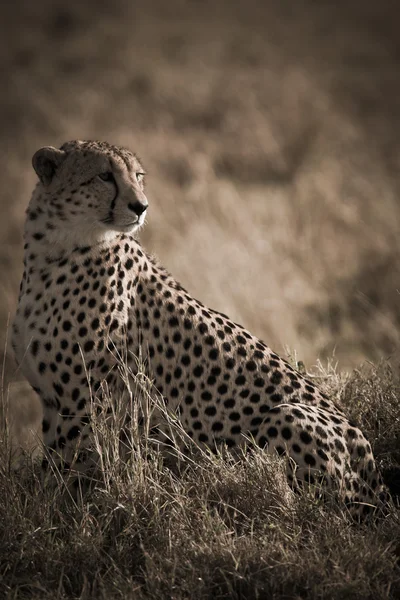 African cheetah — Stock Photo, Image