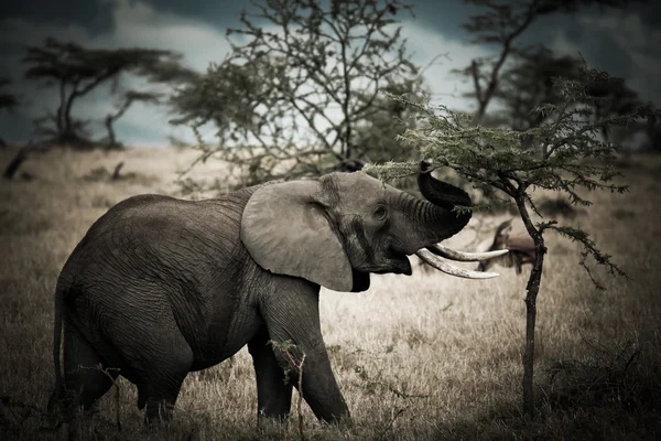 Afrikaanse leeuw cub — Stockfoto