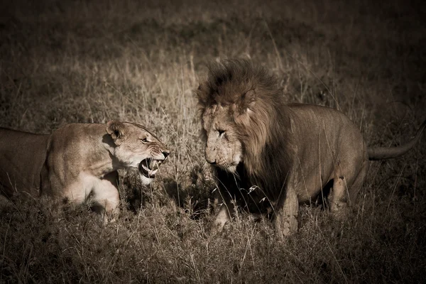アフリカのライオンのカップル — ストック写真