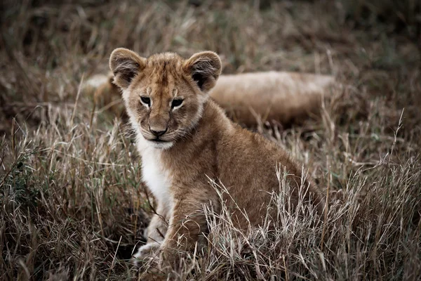 Cachorro de león africano —  Fotos de Stock