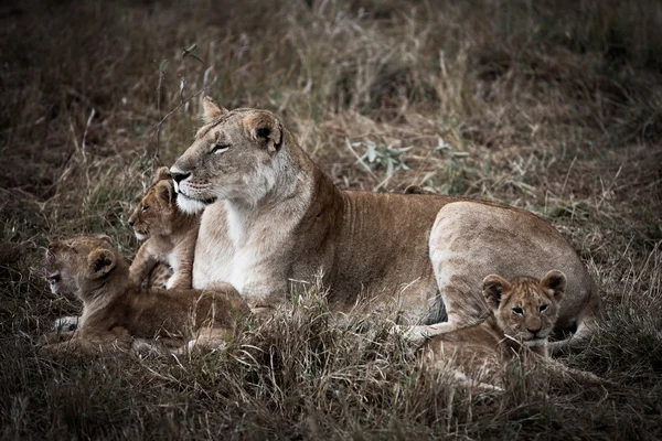 Famiglia di leoni africani — Foto Stock