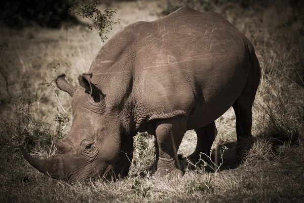 African rhino — Stock Photo, Image