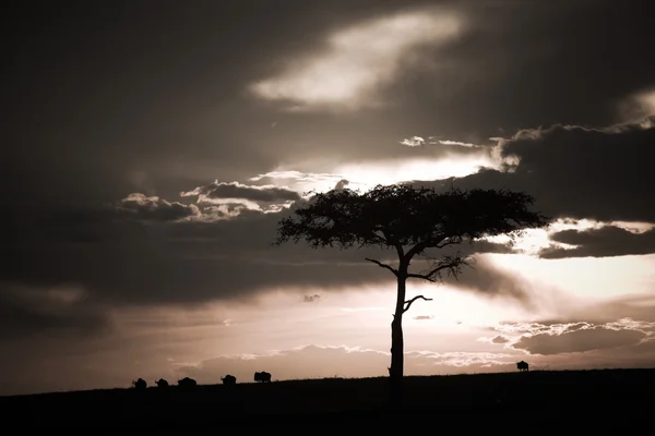 Sunset in the masai mara reverse in kenya africa — Stock Photo, Image