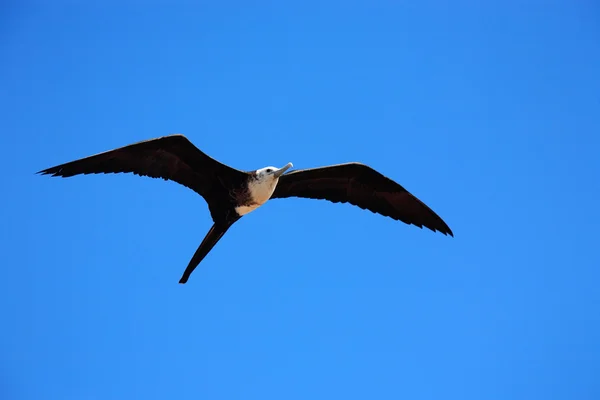 Pájaro frágil — Foto de Stock