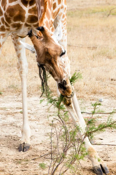 Giraffe eten branch — Stockfoto