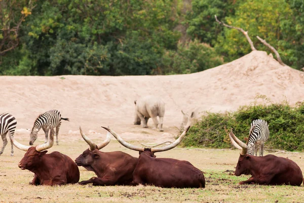 Group of Zebra and ankole-watusi — Stock Photo, Image