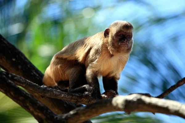 Macaco — Fotografia de Stock