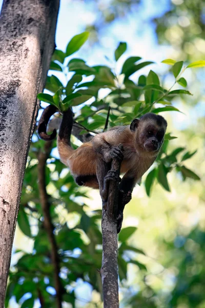 Macaco — Foto Stock