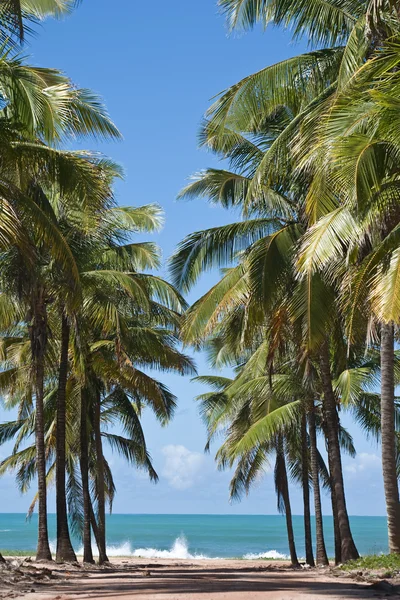 Strand maracaipe — Stock Fotó