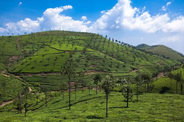 Nelliyampaty 山在 mumnar 状态印度喀拉拉邦的茶田 — 图库照片