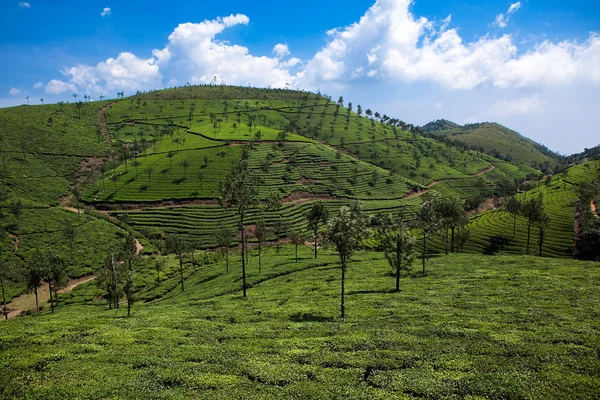 Nelliyampaty 山在 mumnar 状态印度喀拉拉邦的茶田 — 图库照片