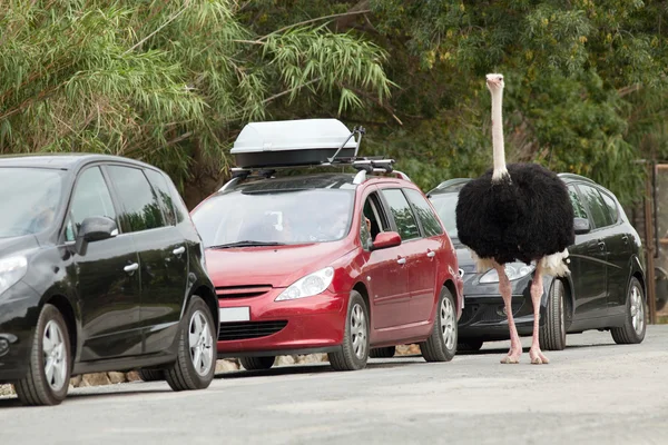 Ostrich in a safari — Stock Photo, Image