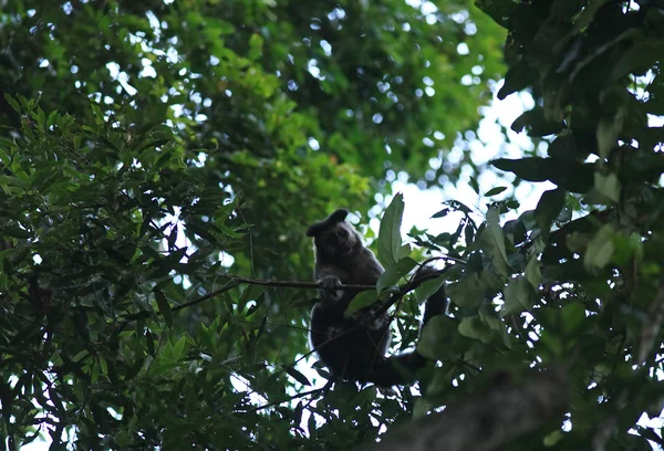 Macaco — Fotografia de Stock