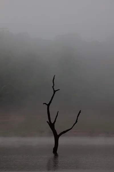 Réserve du lac Periyar — Photo