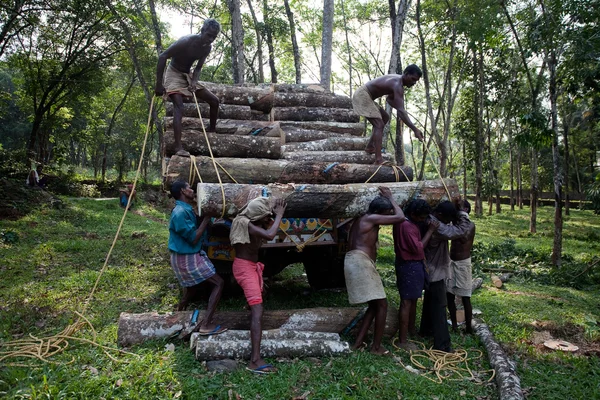 Cosecha de árboles de plantación en bosque en Kerala state india —  Fotos de Stock