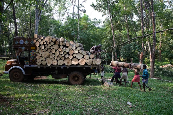 Plantation Tree Harvesting in forest in Kerala state india — Stock Photo, Image