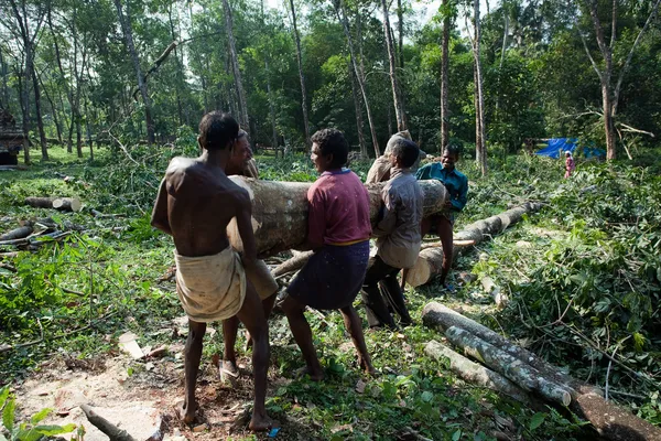 Raccolta di alberi da piantagione — Foto Stock