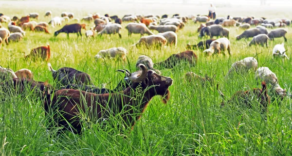 Manada de carneros y cabras — Foto de Stock