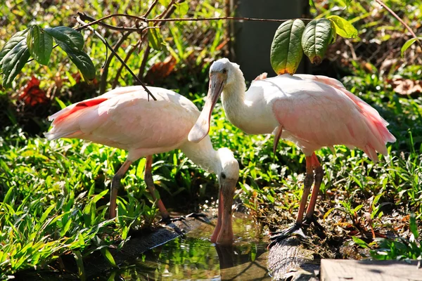 Espátula rosada — Foto de Stock