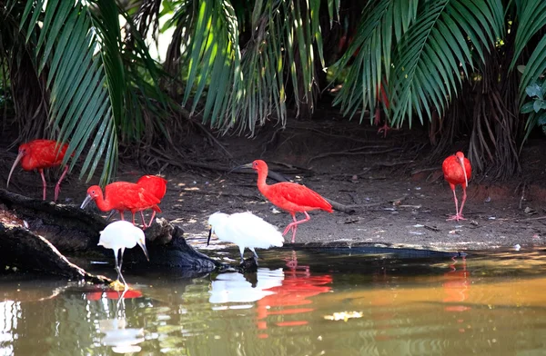 Ibis scarlatto — Foto Stock