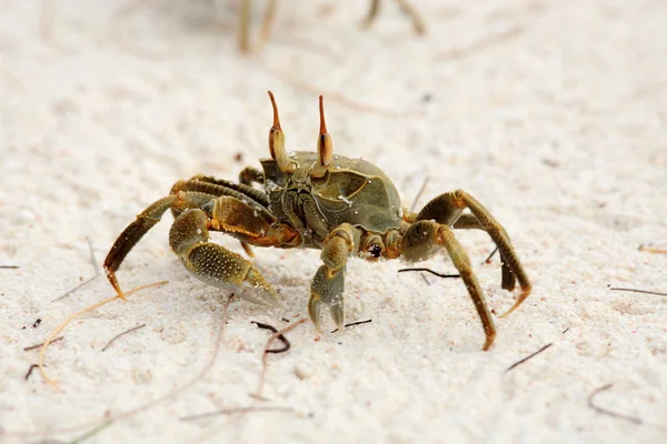 Ghost crab — Stock Photo, Image