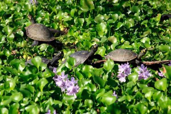 La tortuga pintada — Foto de Stock