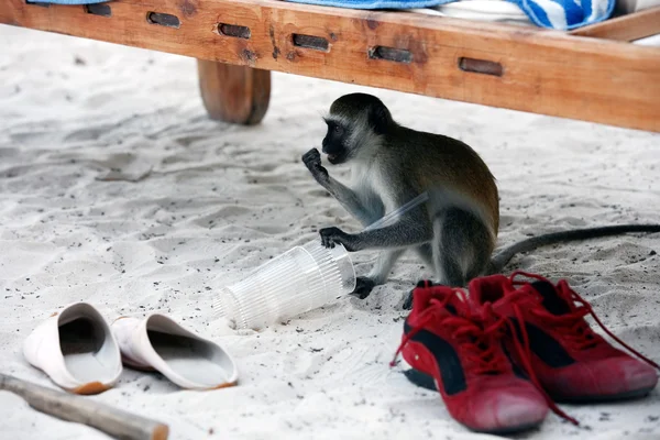 Vervet aap — Stockfoto