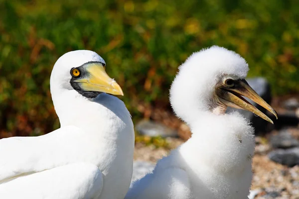 Witte booby — Stockfoto